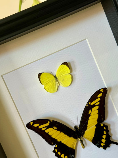 Tree Yellow & King Swallowtail Butterfly
