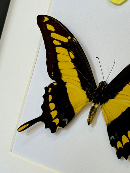 Tree Yellow & King Swallowtail Butterfly