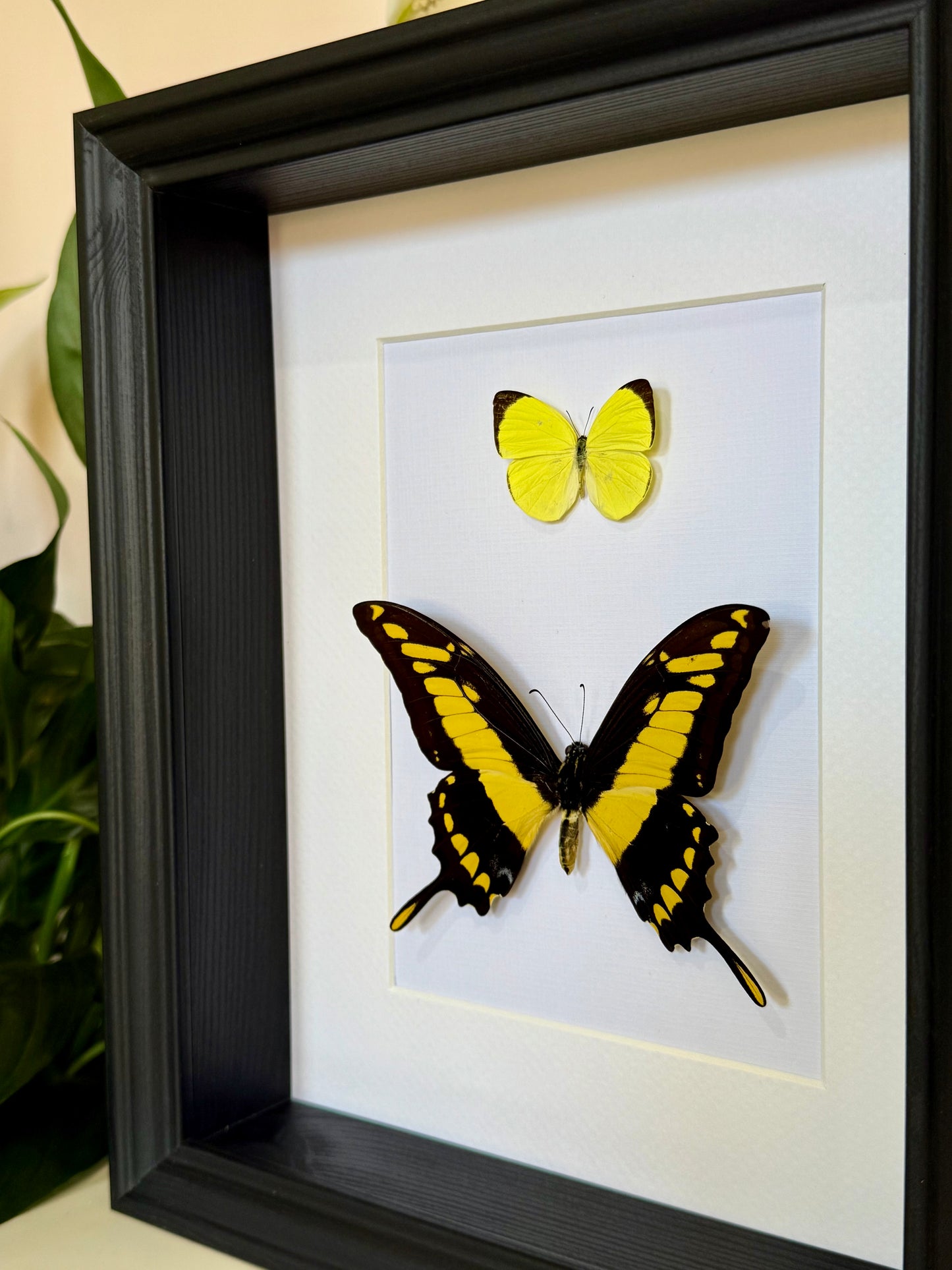 Tree Yellow & King Swallowtail Butterfly