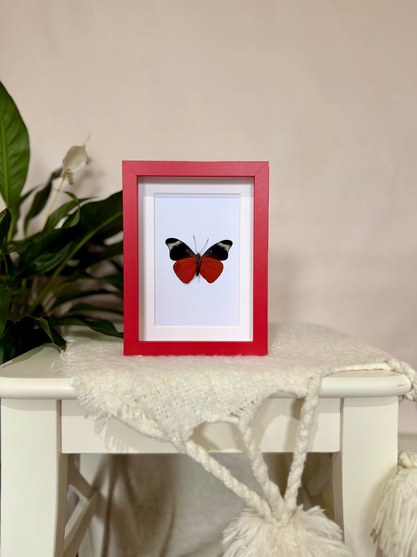 Prola Beauty Butterfly