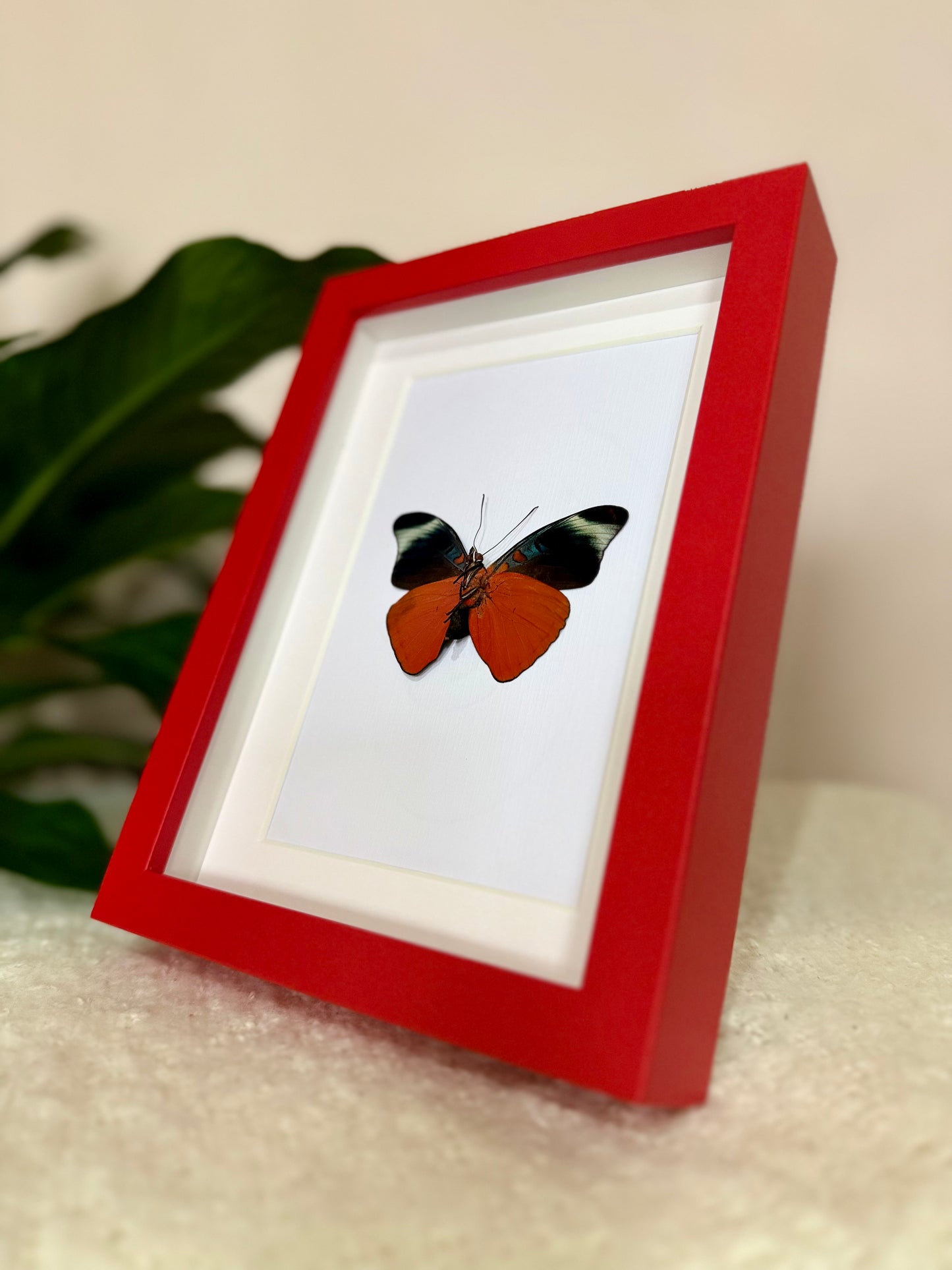 Prola Beauty Butterfly