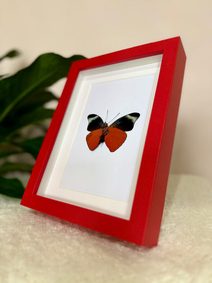 Prola Beauty Butterfly