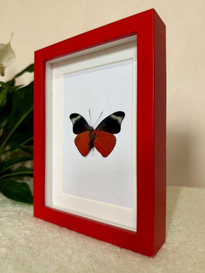 Prola Beauty Butterfly