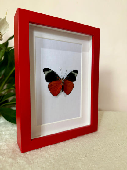 Prola Beauty Butterfly