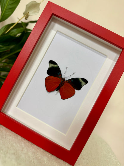 Prola Beauty Butterfly