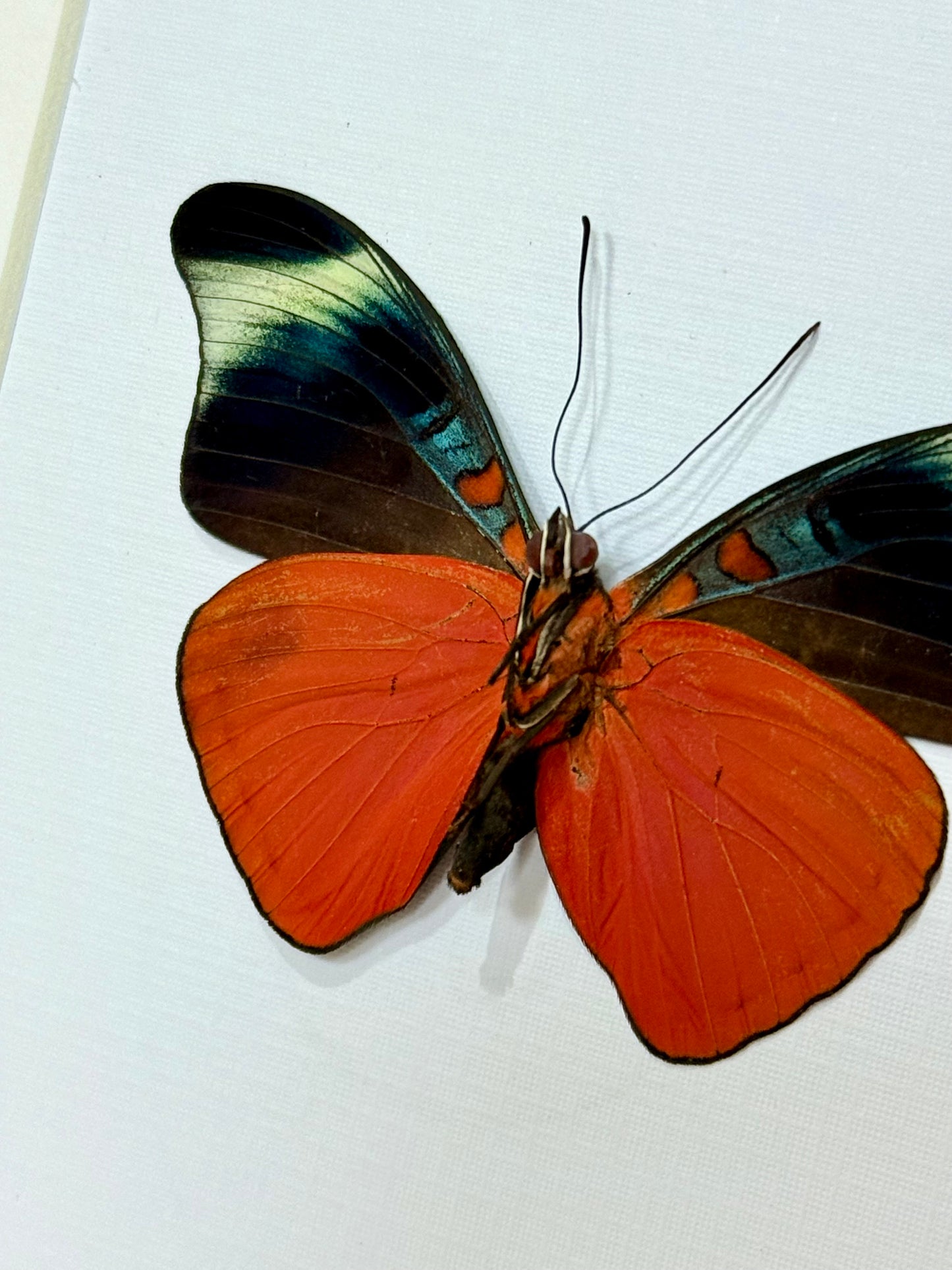 Prola Beauty Butterfly
