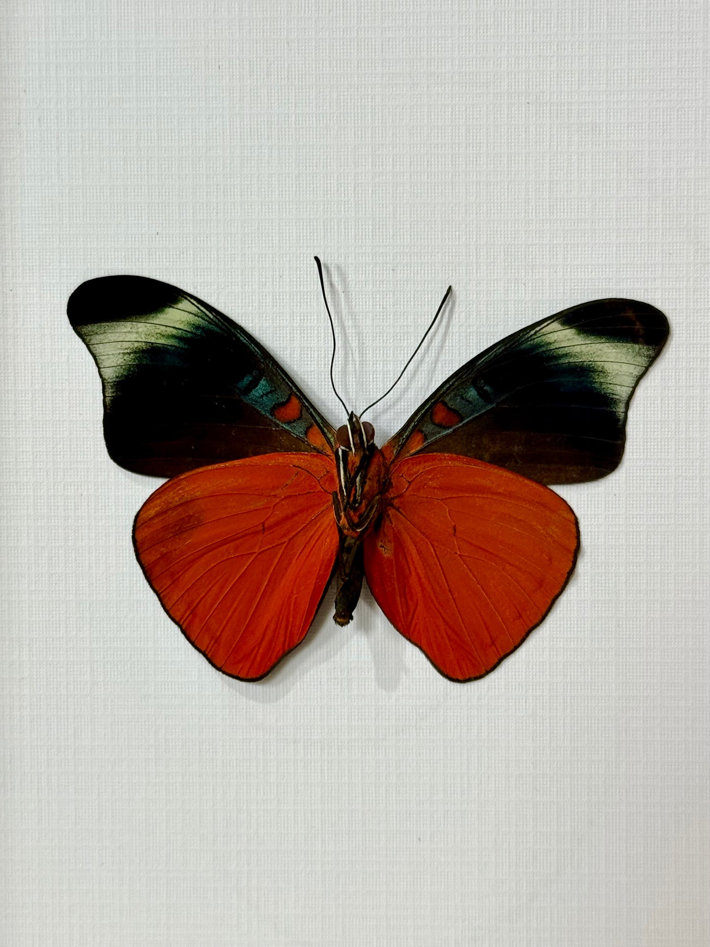 Prola Beauty Butterfly