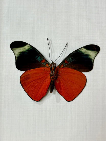 Prola Beauty Butterfly