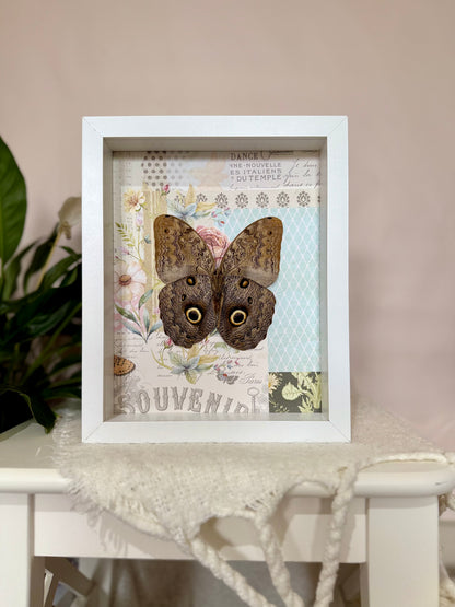 Forest Giant Owl Butterfly