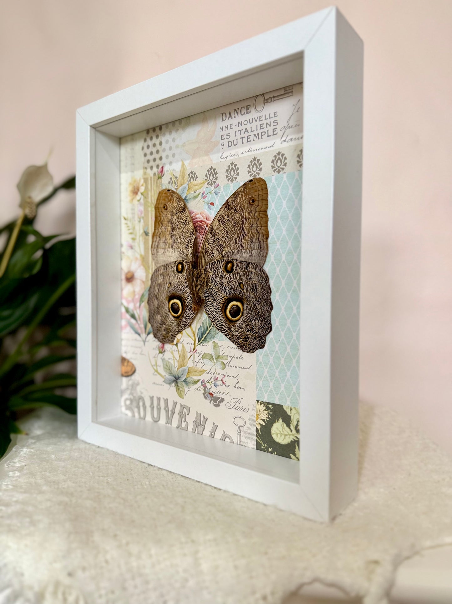 Forest Giant Owl Butterfly