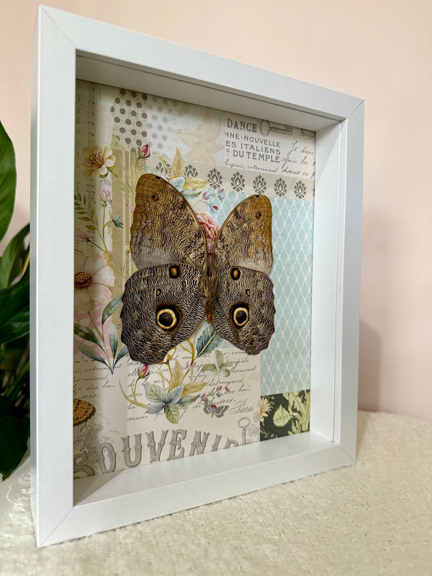 Forest Giant Owl Butterfly
