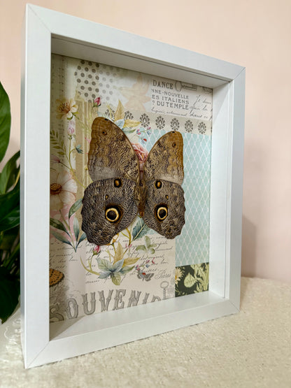 Forest Giant Owl Butterfly