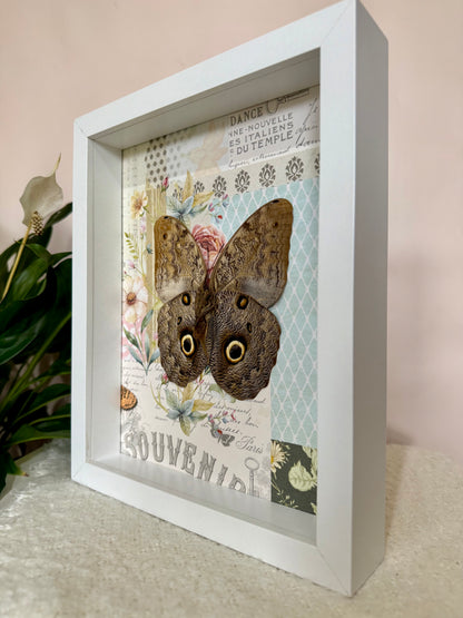 Forest Giant Owl Butterfly