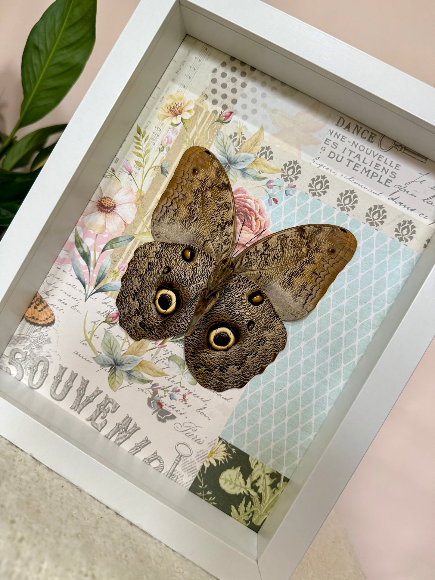 Forest Giant Owl Butterfly