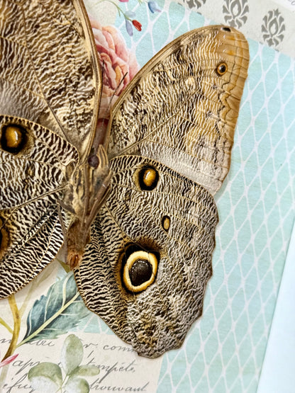 Forest Giant Owl Butterfly