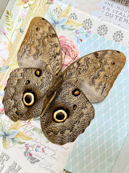 Forest Giant Owl Butterfly