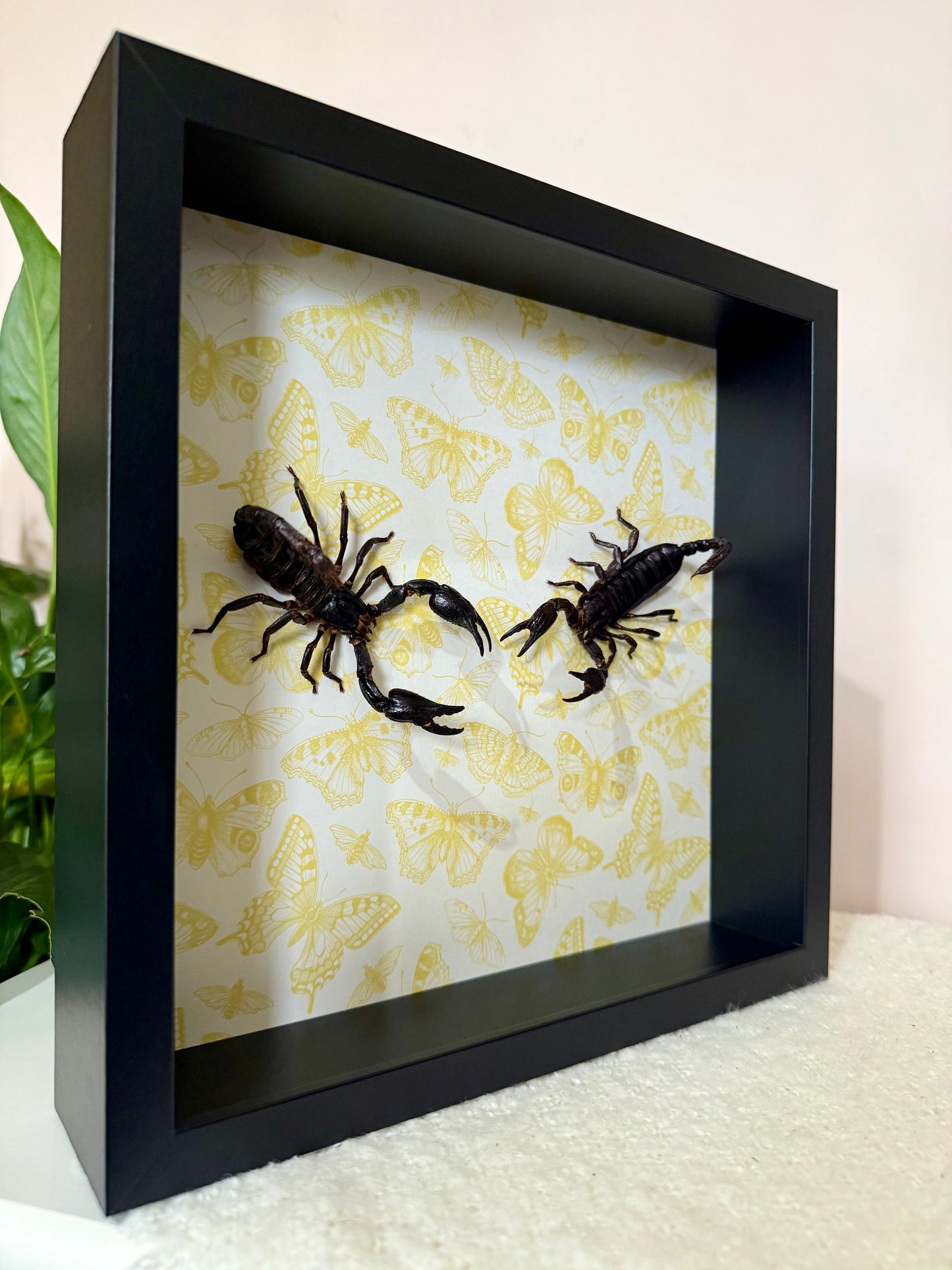 Two Asian Forest Scorpions