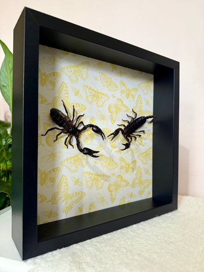 Two Asian Forest Scorpions