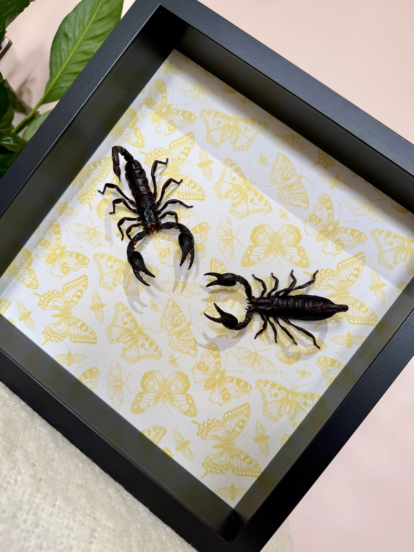 Two Asian Forest Scorpions