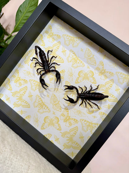 Two Asian Forest Scorpions
