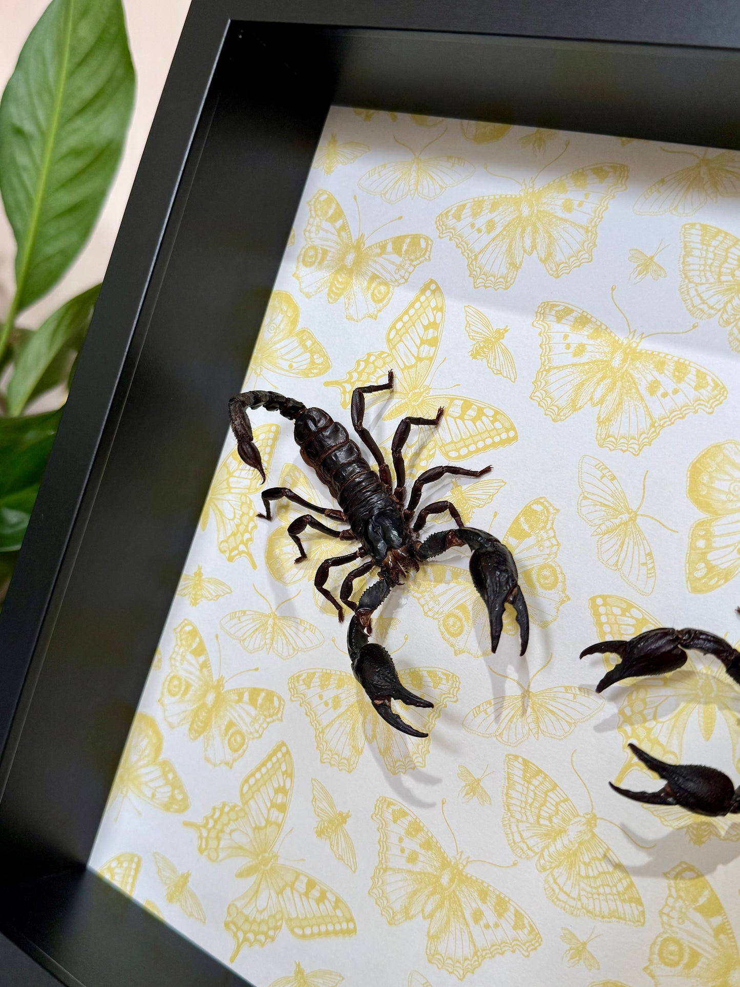 Two Asian Forest Scorpions