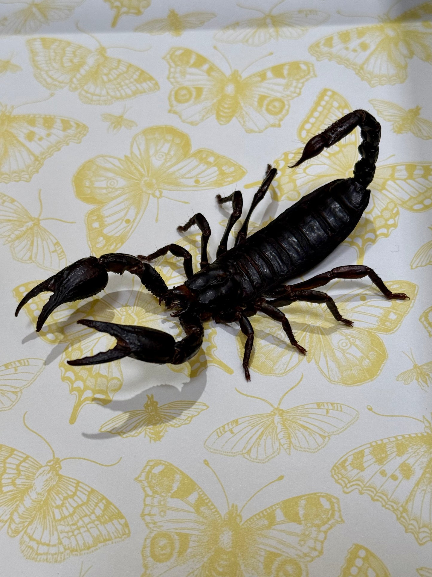 Two Asian Forest Scorpions