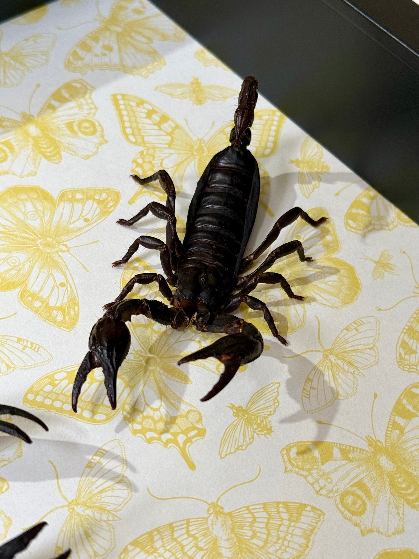 Two Asian Forest Scorpions