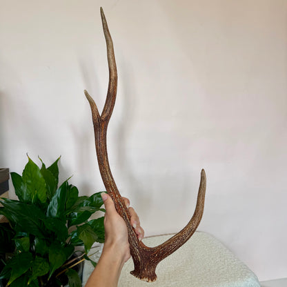 Chital Deer Antlers - Large