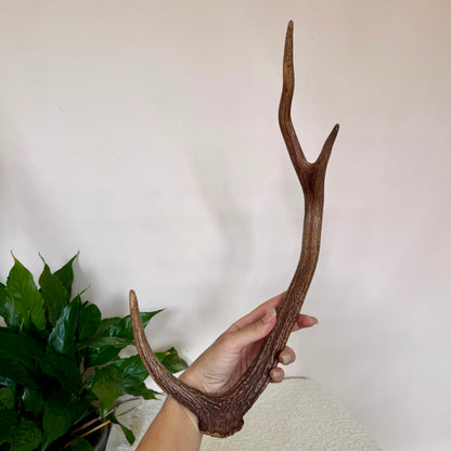 Chital Deer Antlers - Small