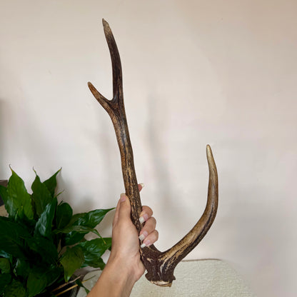 Chital Deer Antlers - Small