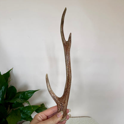 Chital Deer Antlers - Small