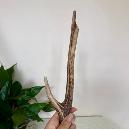 Chital Deer Antlers - Small