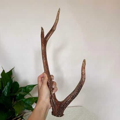 Chital Deer Antlers - Small