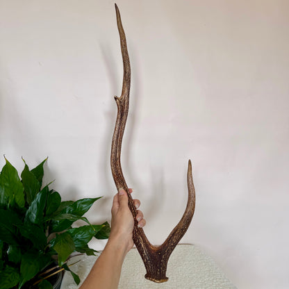Chital Deer Antlers - Large
