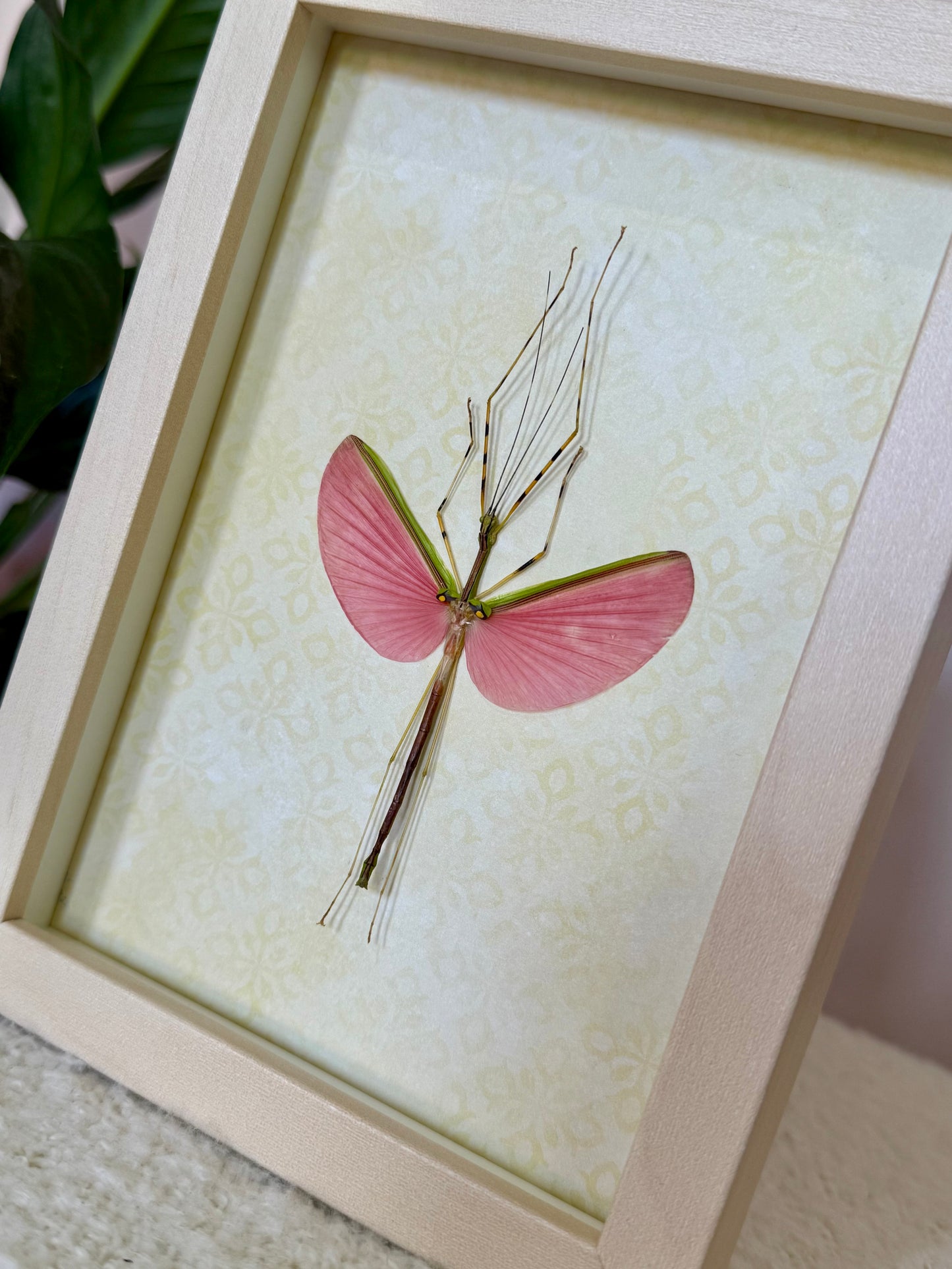 Green Jewel Stick Insect