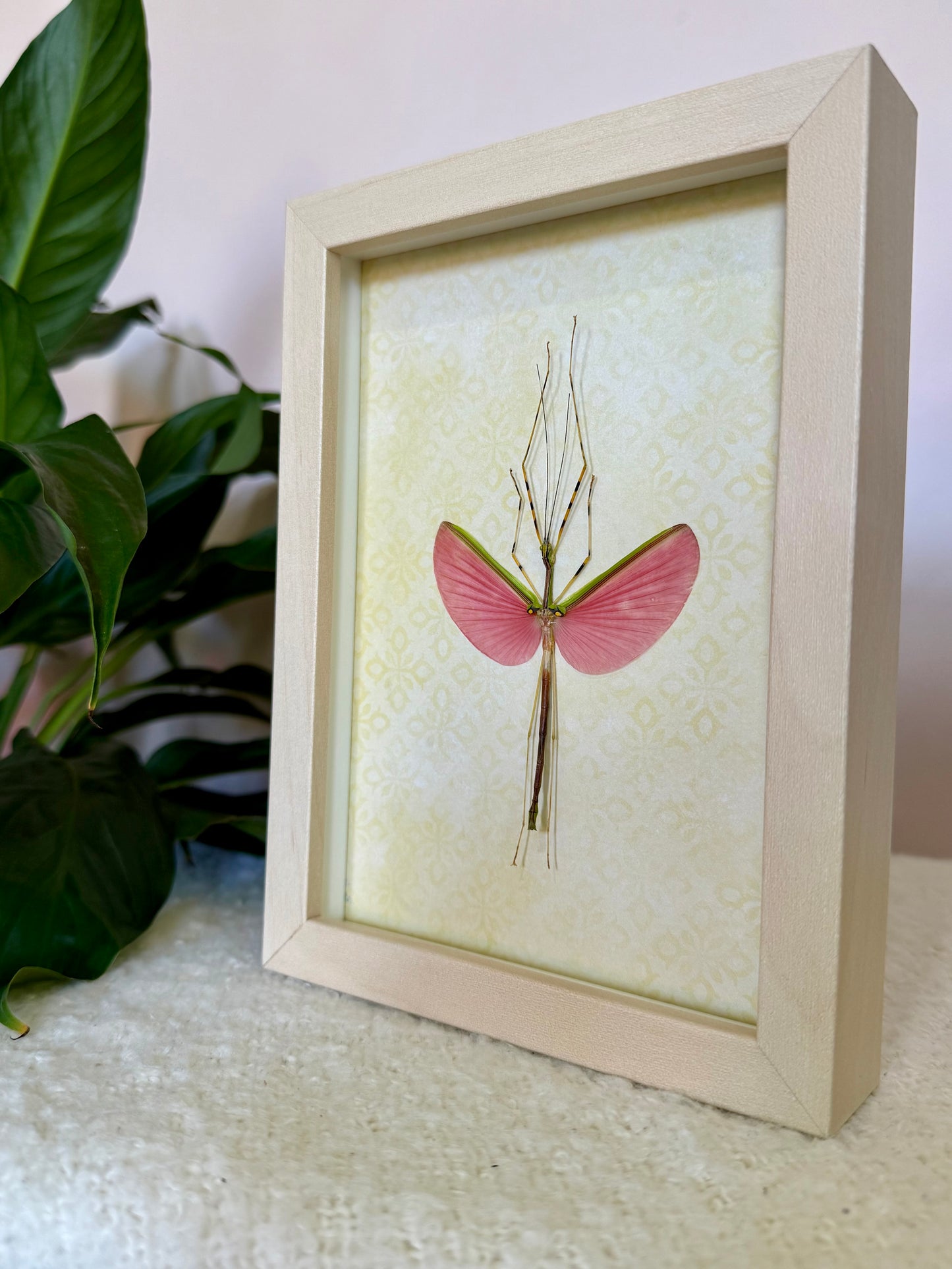 Green Jewel Stick Insect
