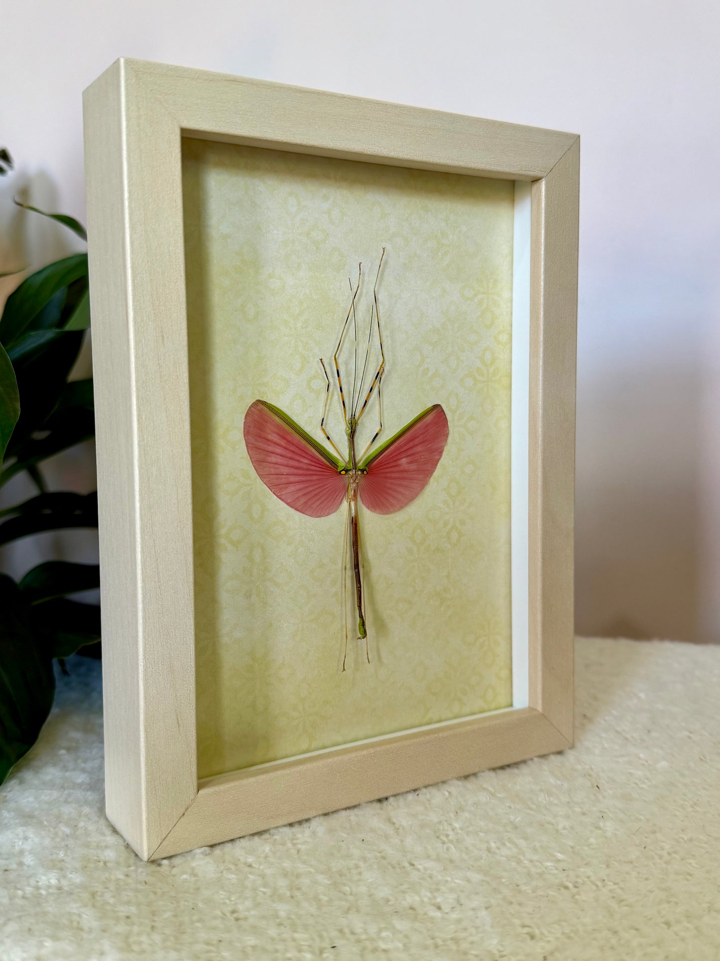 Green Jewel Stick Insect