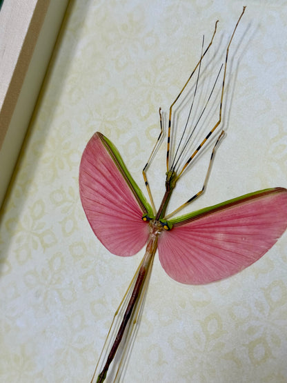 Green Jewel Stick Insect