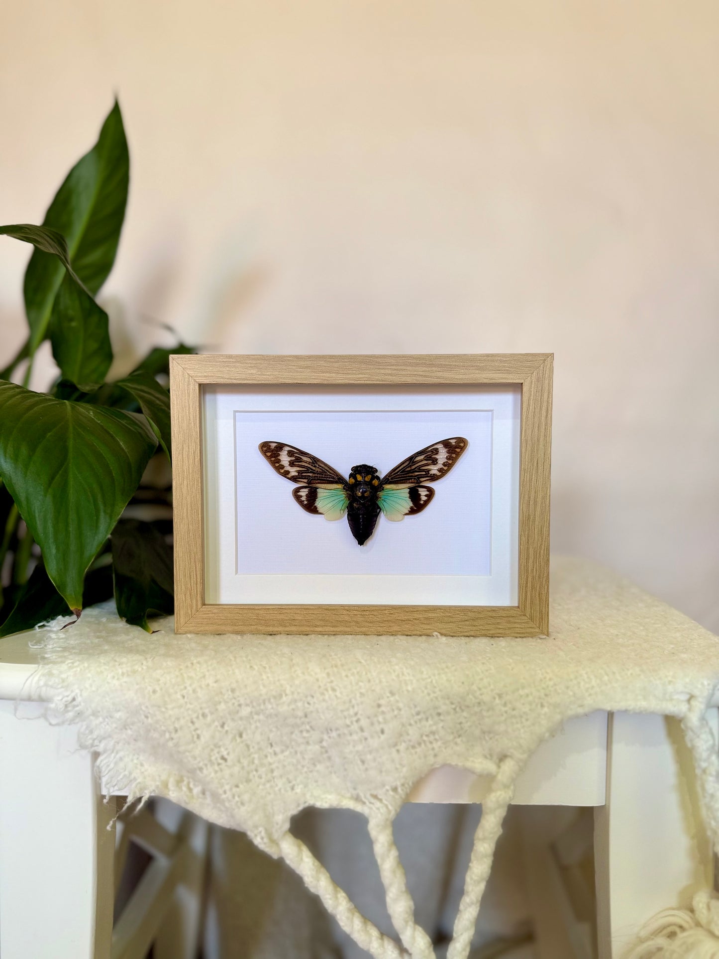 Splendid Cicada