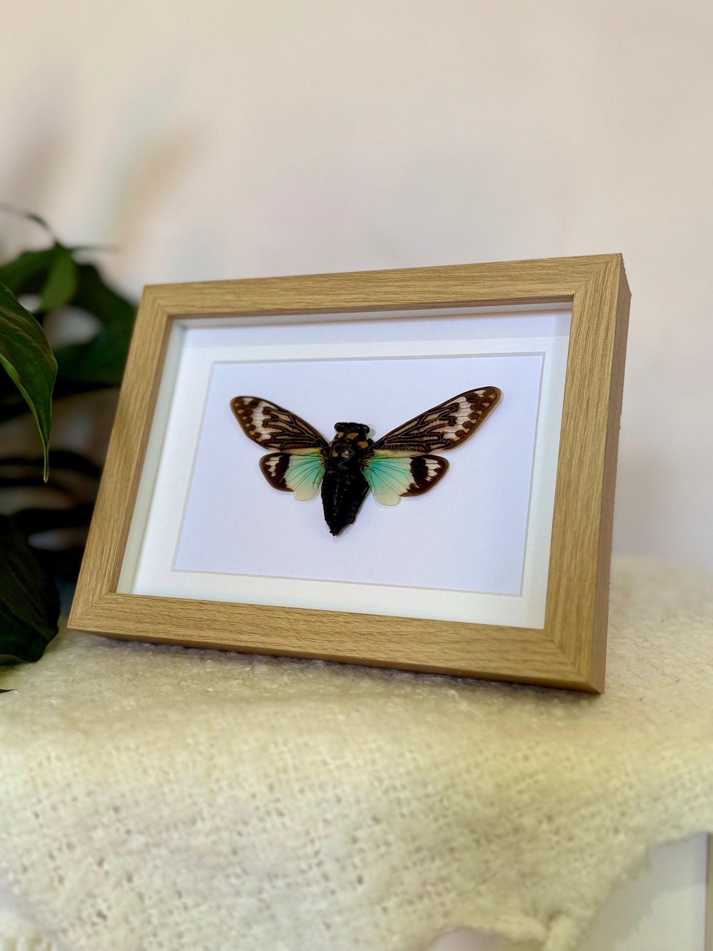 Splendid Cicada