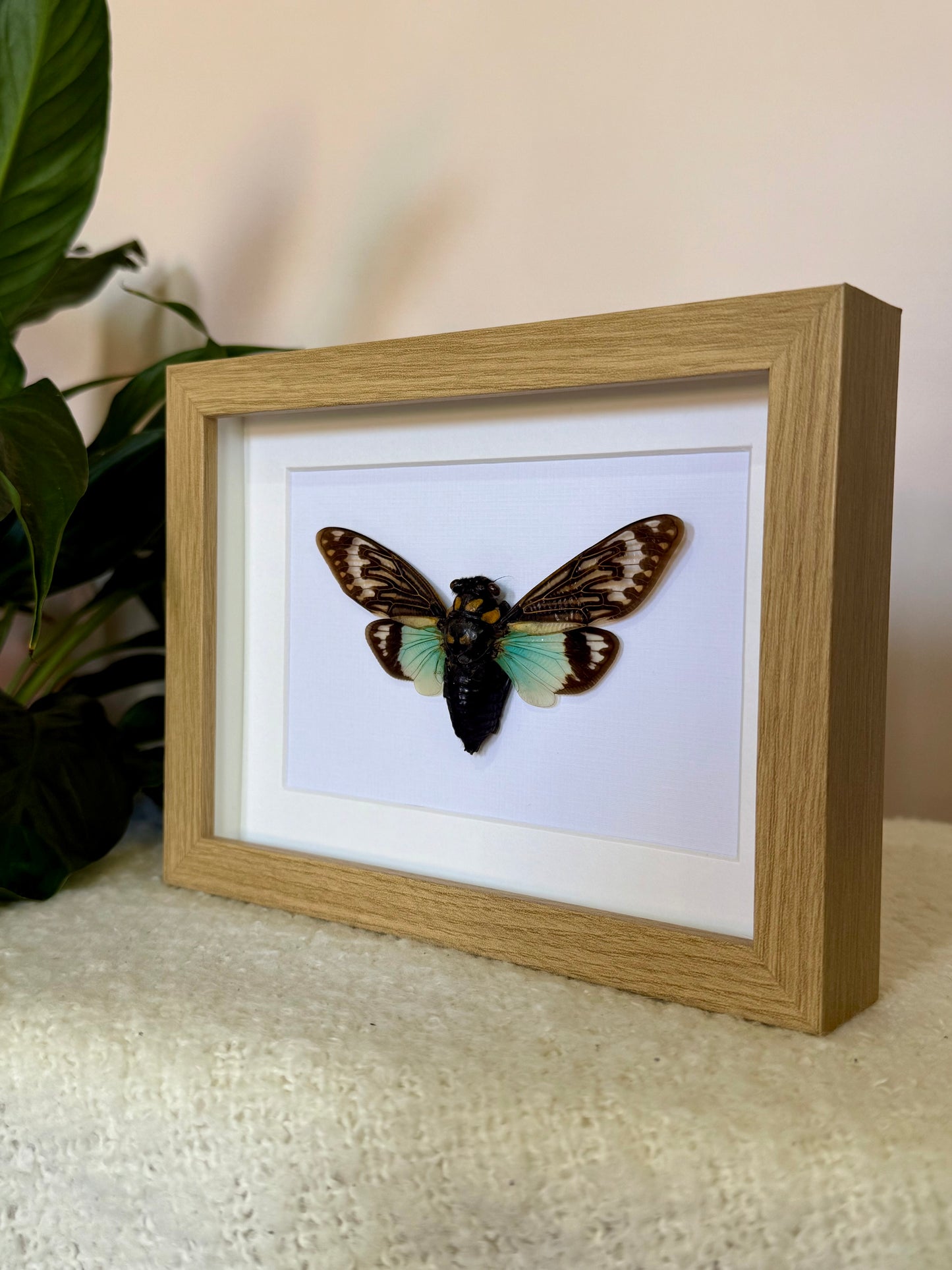 Splendid Cicada