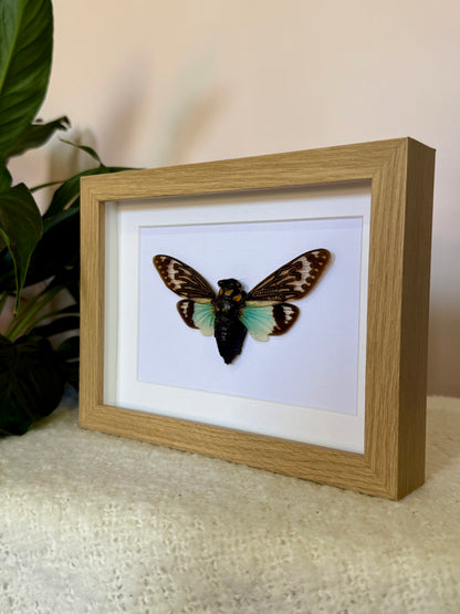 Splendid Cicada