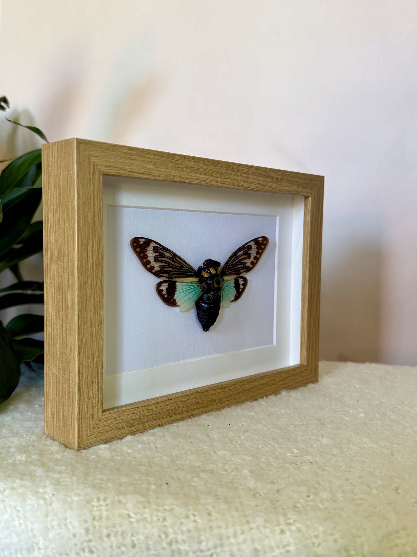 Splendid Cicada