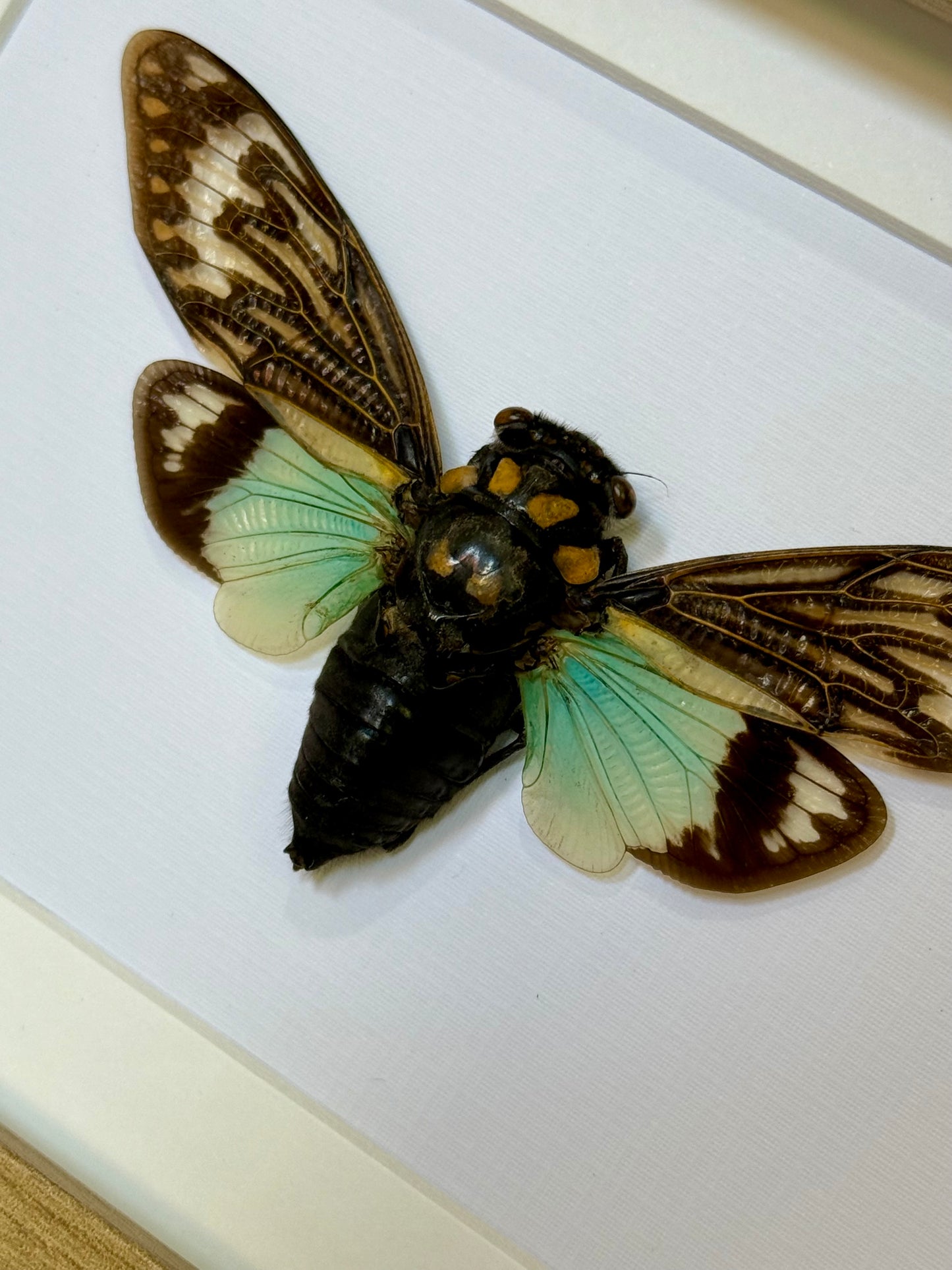 Splendid Cicada