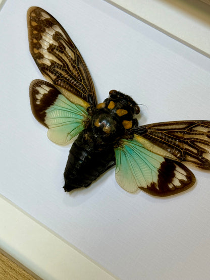 Splendid Cicada