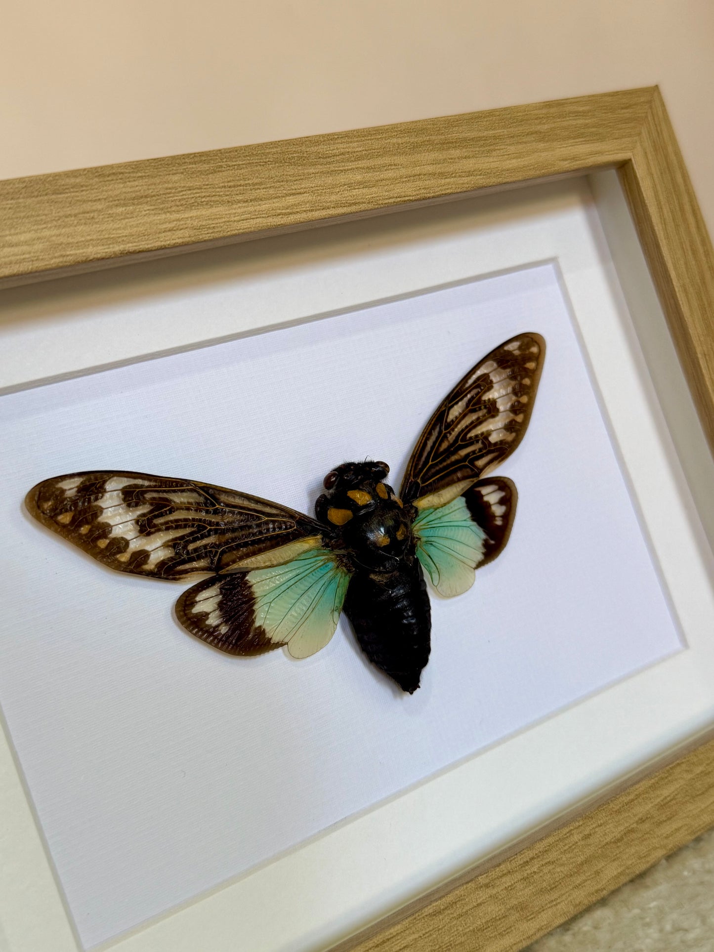 Splendid Cicada