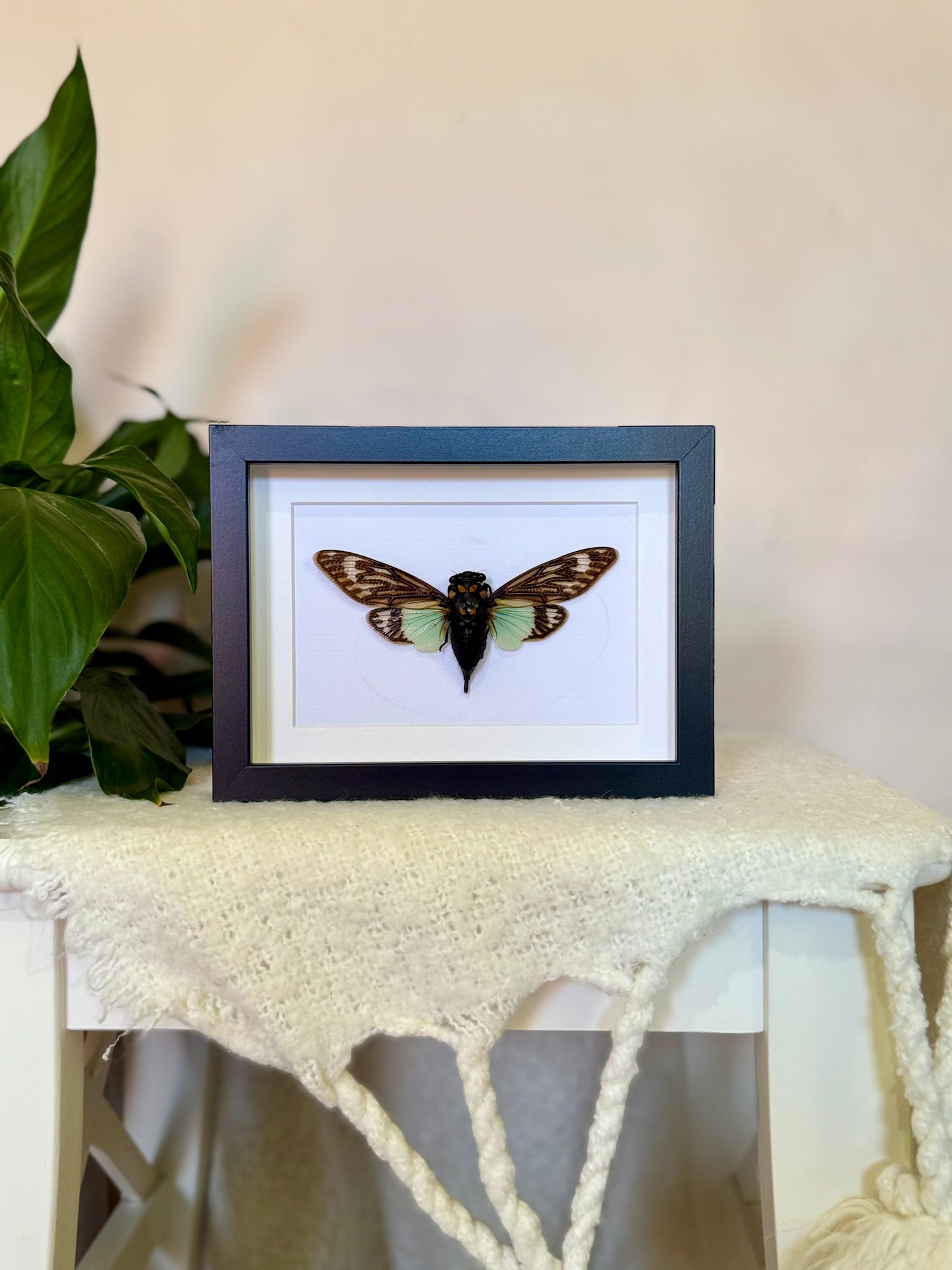 Splendid Cicada