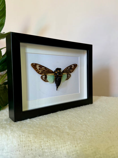 Splendid Cicada