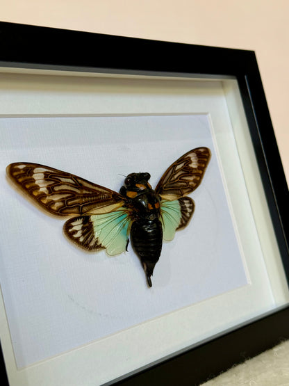 Splendid Cicada