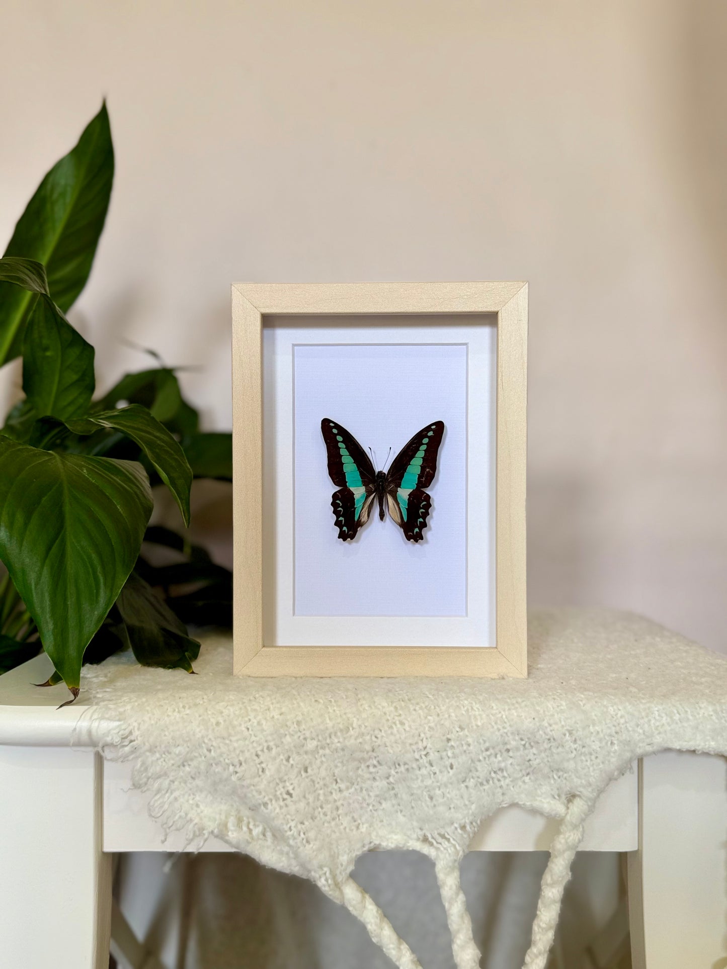 Blue Triangle Butterfly
